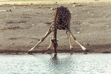 Image showing Giraffe on Etosha, Namibia safari wildlife