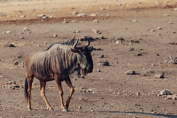 Image showing Blue Wildebeest Gnu, Namibia Africa wildlife safari