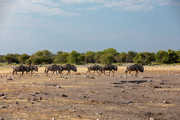 Image showing Blue Wildebeest Gnu, Namibia Africa wildlife safari