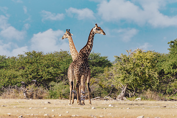 Image showing Giraffe on Etosha, Namibia safari wildlife