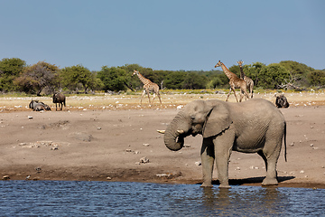 Image showing African Elephant in Namibia, Africa safari wildlife