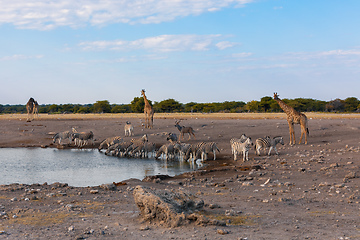 Image showing Giraffe on Etosha, Namibia safari wildlife