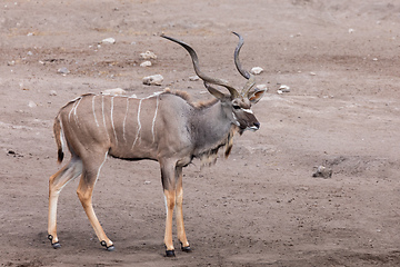 Image showing greater kudu Africa safari wildlife and wilderness