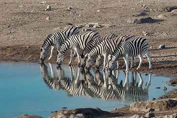 Image showing zebra reflection in Etosha Namibia wildlife safari