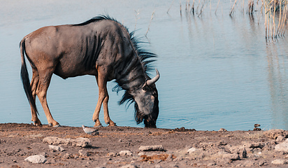 Image showing Blue Wildebeest Gnu, Namibia Africa wildlife safari