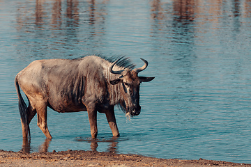 Image showing Blue Wildebeest Gnu, Namibia Africa wildlife safari