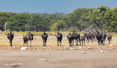 Image showing Blue Wildebeest Gnu, Namibia Africa wildlife safari