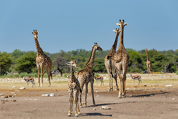 Image showing Giraffe on Etosha, Namibia safari wildlife