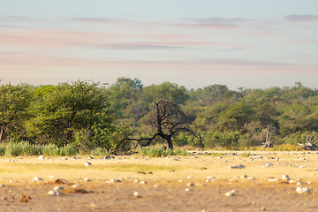 Image showing landscape namibia game reserve, africa wilderness