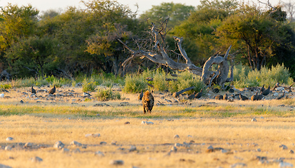 Image showing Spotted hyena, Namibia Africa safari wildlife