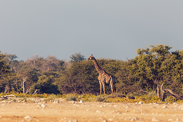 Image showing Giraffe on Etosha, Namibia safari wildlife