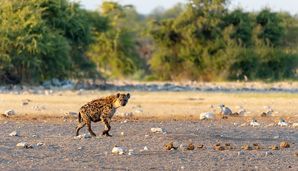 Image showing Spotted hyena, Namibia Africa safari wildlife