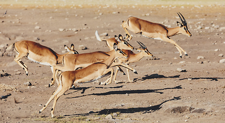 Image showing jumping Impala antelope, africa safari wildlife