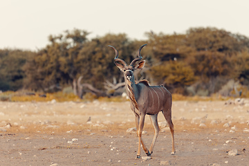 Image showing greater kudu Africa safari wildlife and wilderness