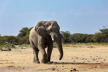 Image showing African Elephant in Namibia, Africa safari wildlife