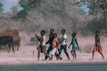 Image showing Dirty and poor Namibian children rearing cows