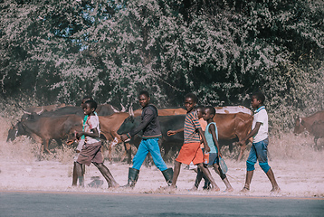 Image showing Dirty and poor Namibian children rearing cows