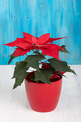 Image showing red Poinsettia christmas flower