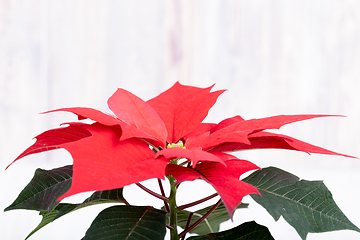 Image showing red Poinsettia christmas flower