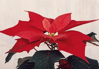 Image showing red Poinsettia christmas flower