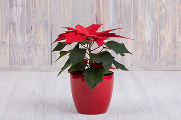 Image showing red Poinsettia christmas flower