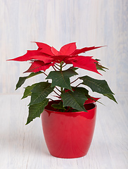 Image showing red Poinsettia christmas flower