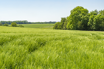 Image showing rural springtime scenery