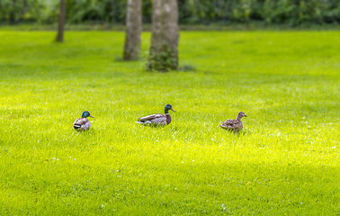 Image showing Wild ducks in idyllic park scenery