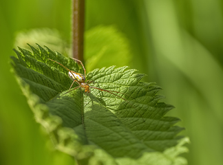 Image showing spider on leaf