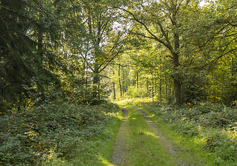 Image showing idyllic forest scenery