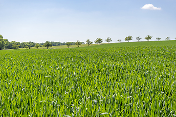 Image showing rural springtime scenery