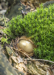 Image showing common stinkhorn egg