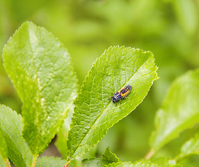 Image showing larva of a Ladybug