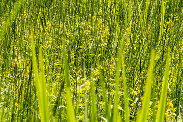 Image showing wetland vegetation detail