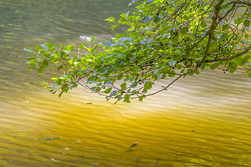 Image showing sunny riparian detail