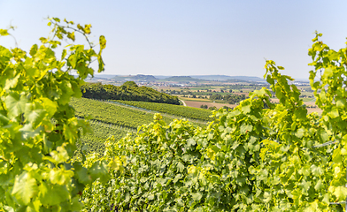 Image showing winegrowing scenery in Hohenlohe