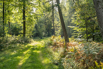 Image showing idyllic forest scenery