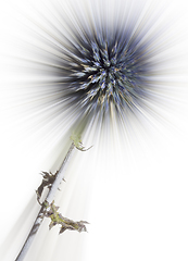 Image showing modified blue thistle flower