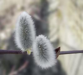 Image showing pussy willow detail