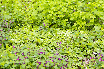 Image showing ground cover vegetation