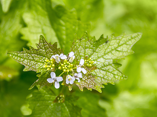 Image showing forest flower closeup