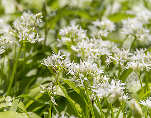 Image showing wild garlic blossoms closeup