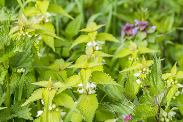 Image showing dead-nettles closeup