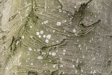 Image showing natural bark detail