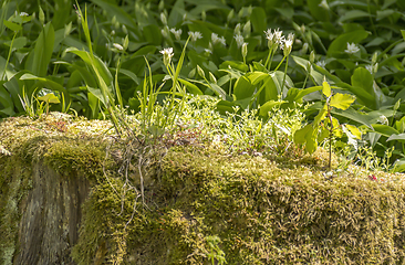 Image showing vegetation on tree trunk