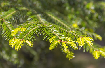 Image showing spruce needles closeup