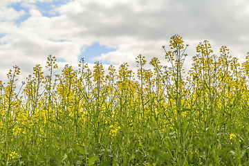 Image showing field of rapeseed closeup