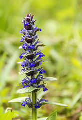 Image showing forest flower closeup