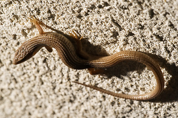 Image showing Skink Lizard