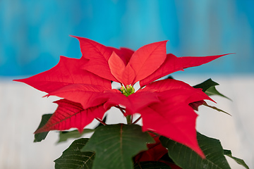 Image showing red Poinsettia christmas flower